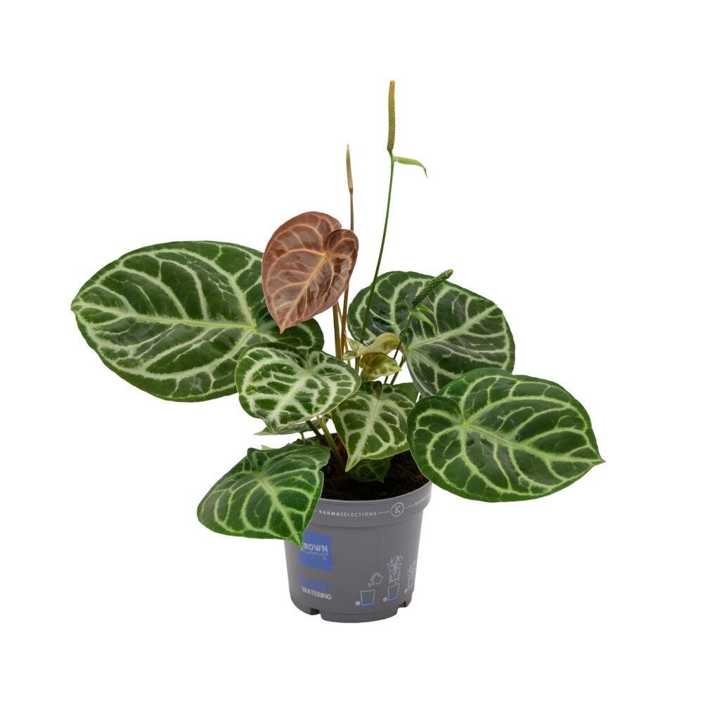 Anthurium Crystal Hybride Compact - Ø17 ↕40 Ø17cm - ↕40cm