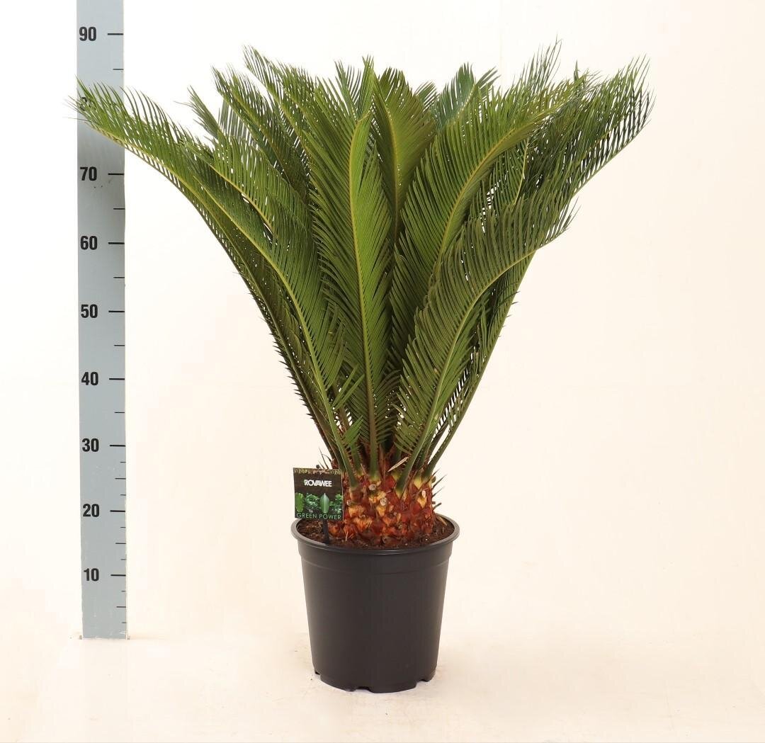 Cycas Revoluta - Ø24 ↕90 Ø24 ↕90