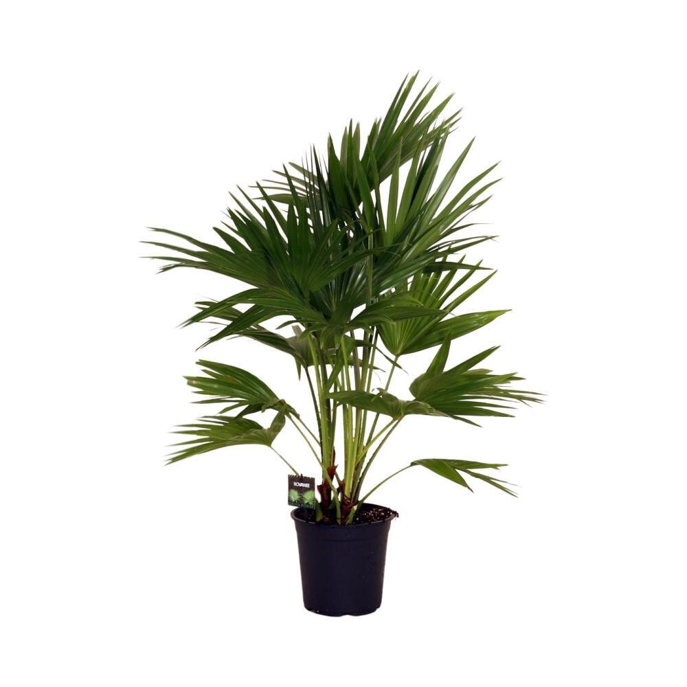 Livistona Chinensis - Ø24cm - ↕100cm Ø24cm - ↕100cm