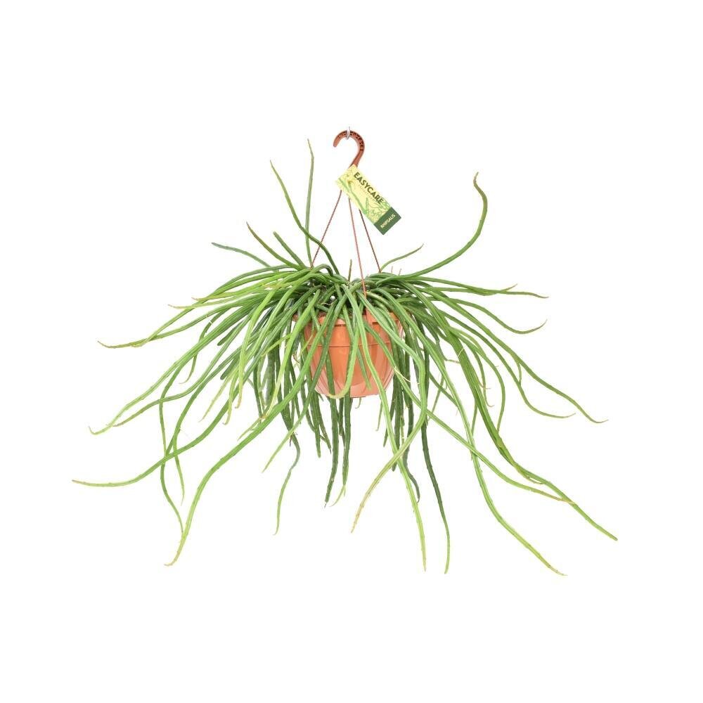 Rhipsalis Selenicereus Wercklei - Ø21cm - ↕50cm Ø21cm - ↕50cm