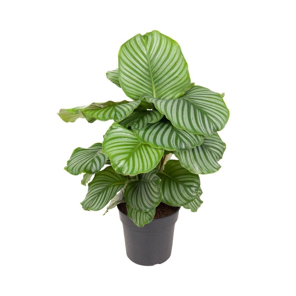 Calathea Orbifolia - Ø24cm - ↕70cm Ø24cm - ↕70cm