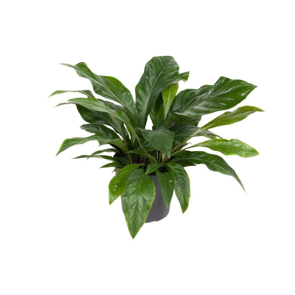 Anthurium Jungle Bush - Ø30cm - ↕70cm Ø30cm - ↕70cm