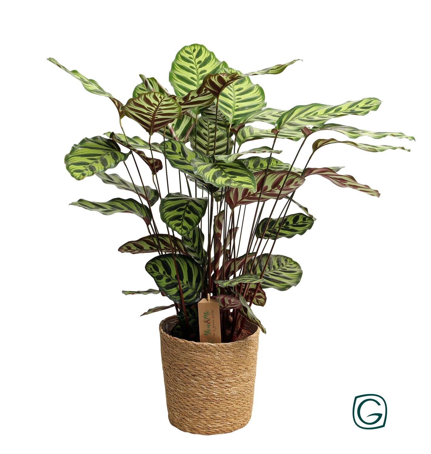 Calathea Makoyana In Mand - Ø21 ↕55 Ø21 ↕55