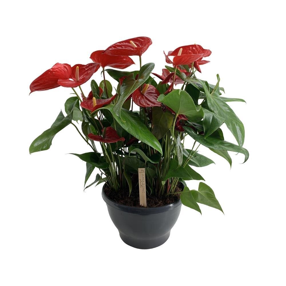 Anthurium Nevada - Ø30cm - ↕70cm Ø30cm - ↕70cm