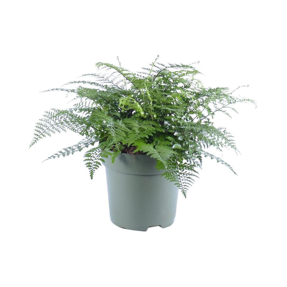 Asplenium Parvati - Ø27cm - ↕50cm Ø27cm - ↕50cm