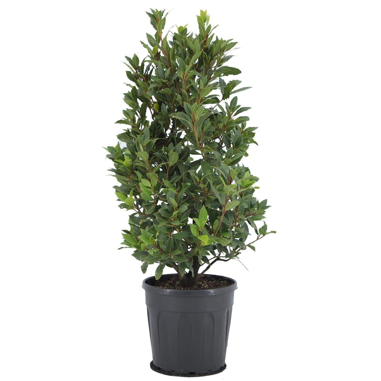 Laurus Nobilis - Ø25 ↕90 Ø25 ↕90