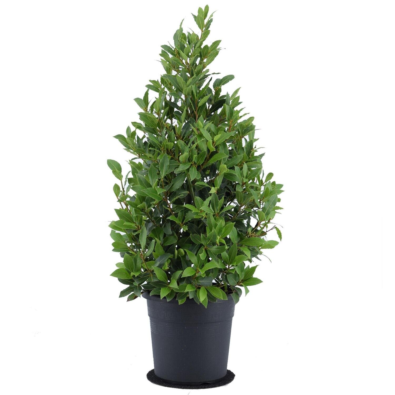 Laurus Nobilis - Ø25 ↕90 Ø25 ↕90