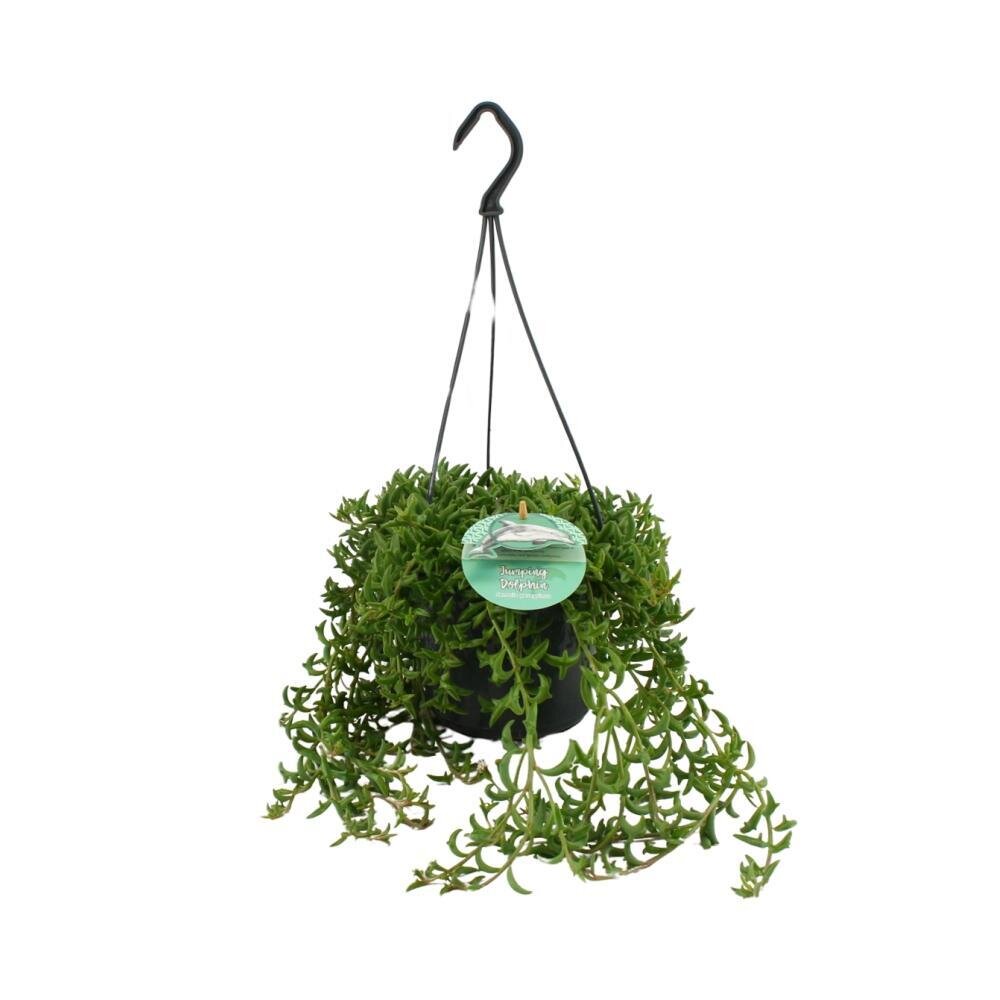 non - Ø15 ↕25 Ø15cm - ↕25cm