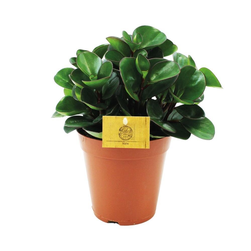 Peperomia Burning Bush - Ø15cm - ↕25cm Ø15cm - ↕25cm