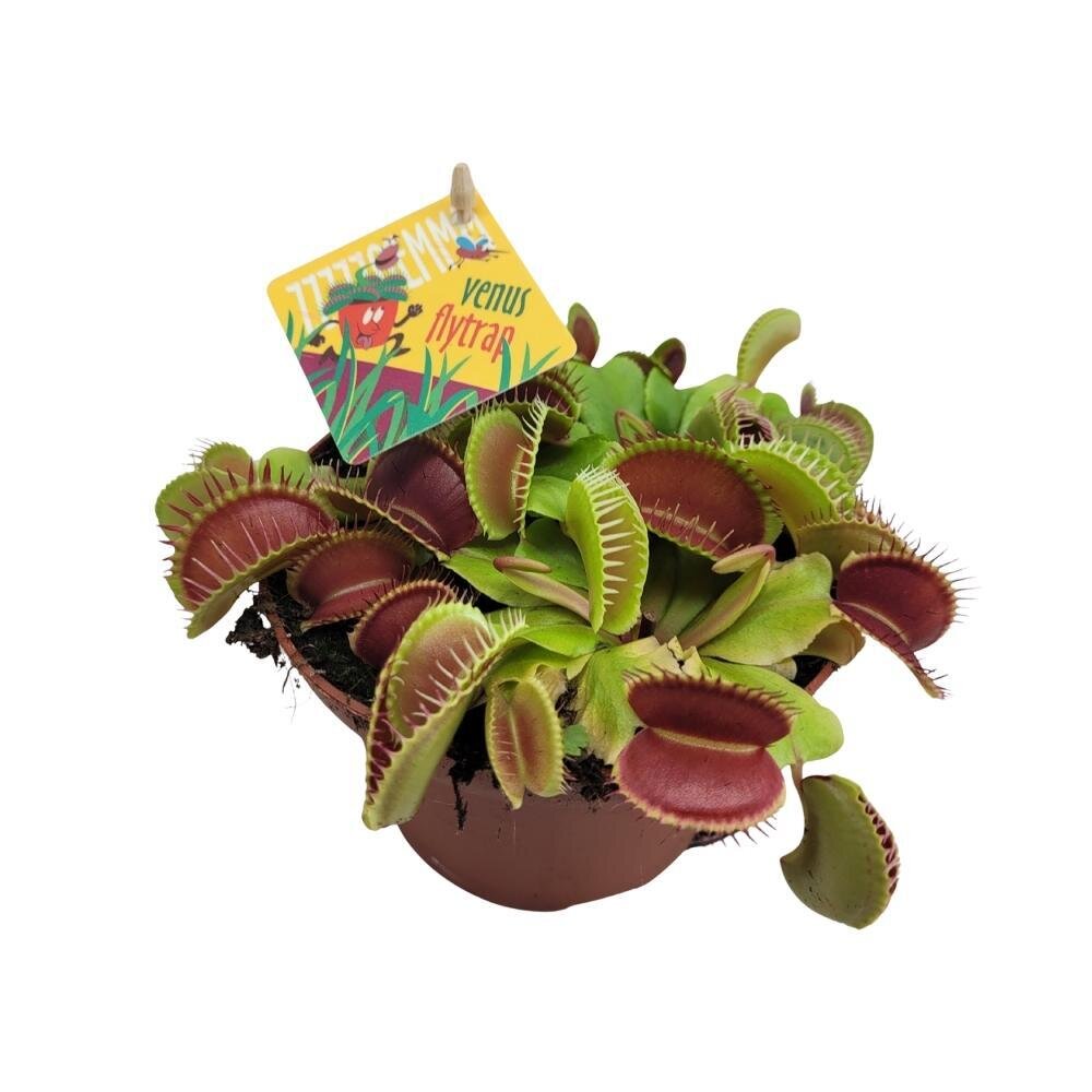 Dionaea Muscipula - Ø12cm - ↕12cm Ø12cm - ↕12cm