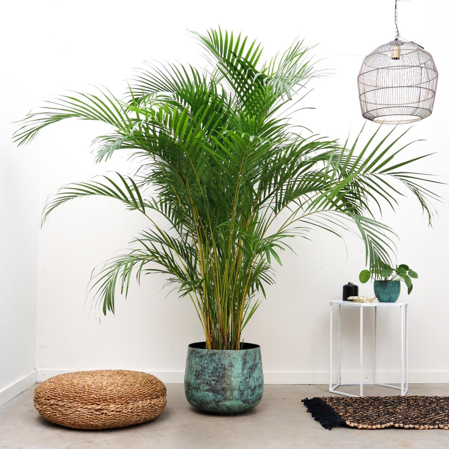 Dypsis Lutescens (Areca palm) Dypsis Lutescens (Areca palm) - 200cm