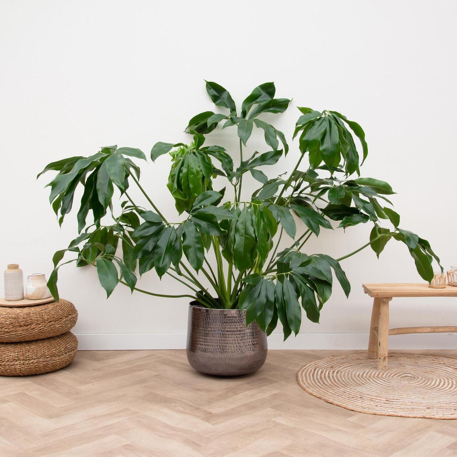 Philodendron Green Wonder - 120 cm Philodendron Green Wonder - 120 cm