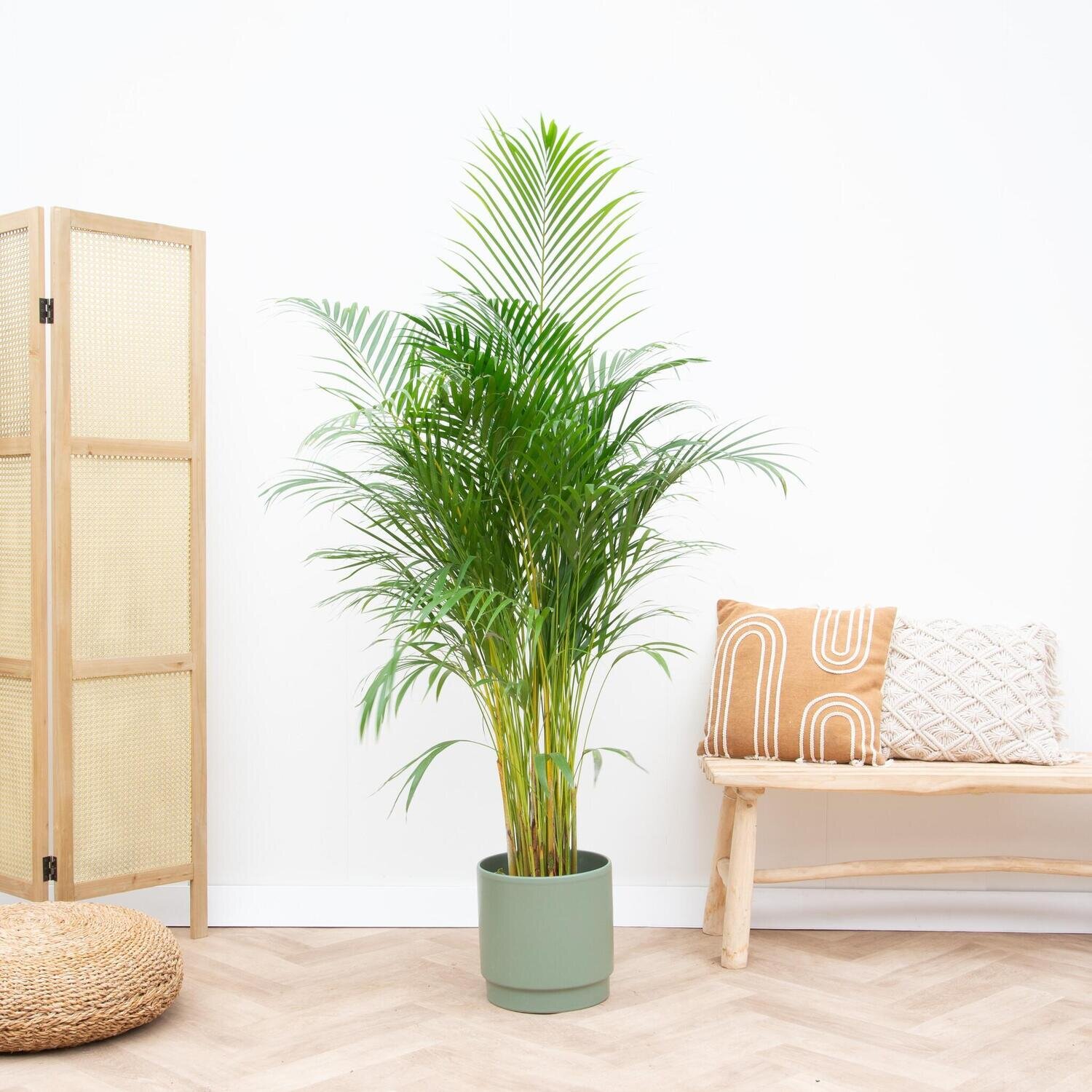 Combi deal - Areca Palm inclusief Sense pot Matt Antraciet - 160cm Combi deal - Areca Palm inclusief Sense pot Matt Antraciet - 160cm