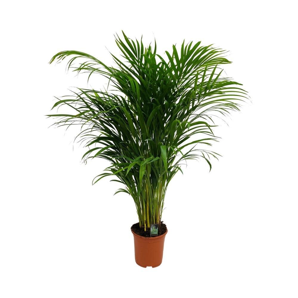 Dypsis Lutescens (Areca) - Ø19cm - ↕90cm Ø19cm - ↕90cm