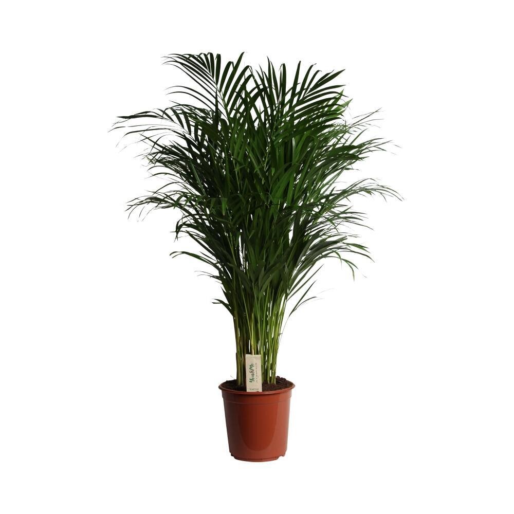 Dypsis Lutescens (Areca) - Ø24cm - ↕120cm Ø24cm - ↕120cm