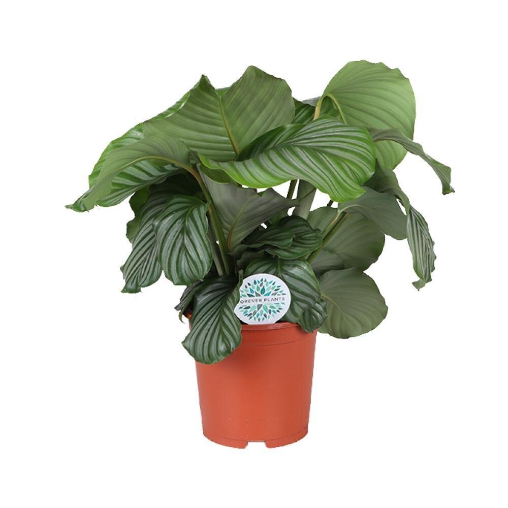 Calathea Orbifolia - Ø21cm - ↕70cm Ø21cm - ↕70cm