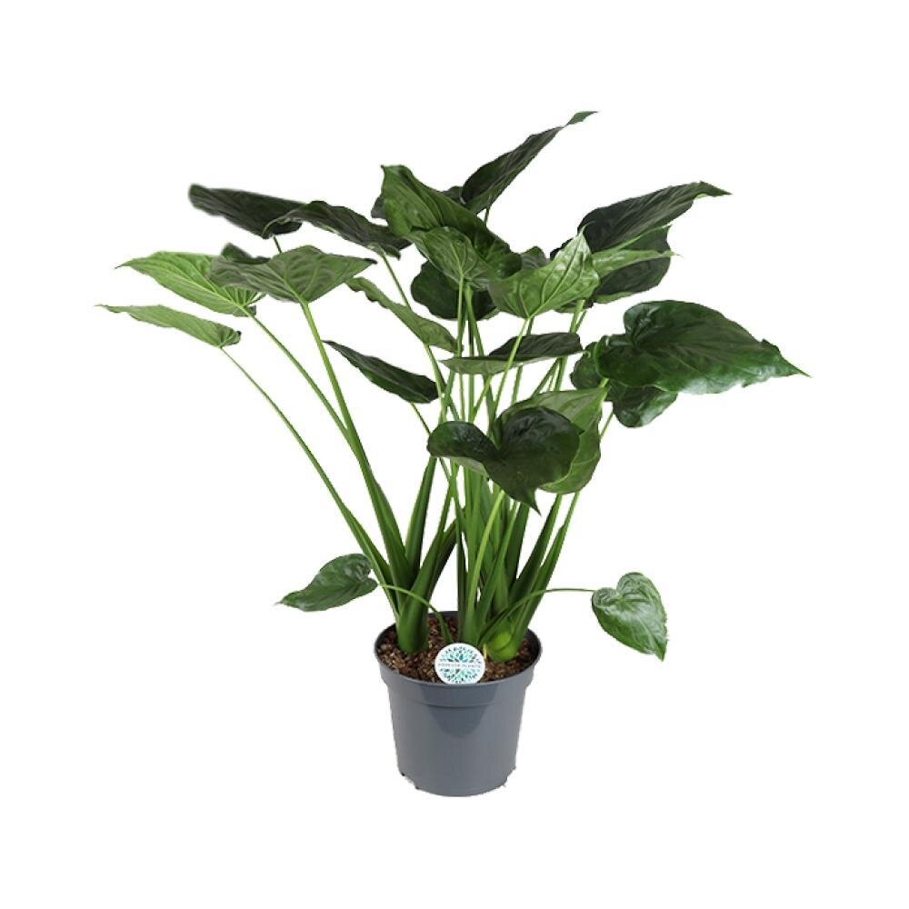 Alocasia Cucullata - Ø35cm - ↕100cm Ø35cm - ↕100cm