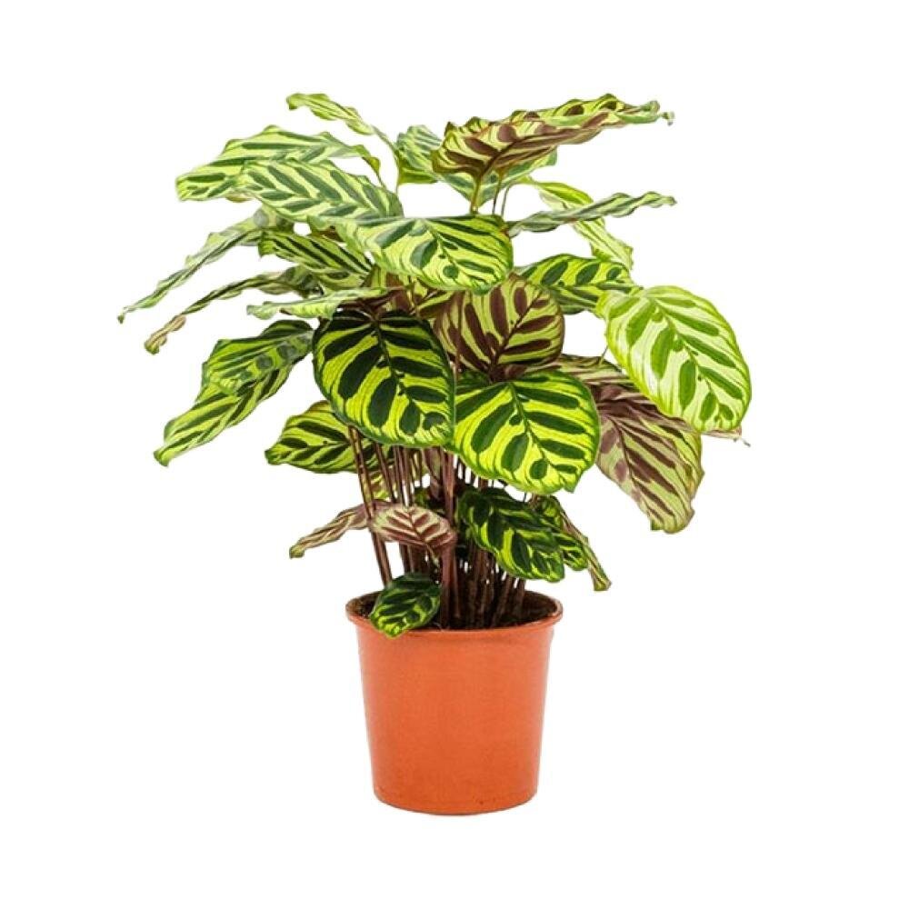 Calathea Makoyana - Ø14cm - ↕45cm Ø14cm - ↕45cm