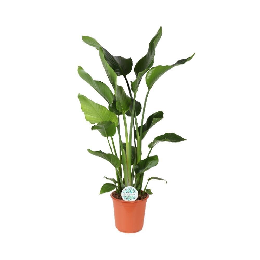 Strelitzia Nicolai - Ø24cm - ↕110cm Ø24cm - ↕110cm