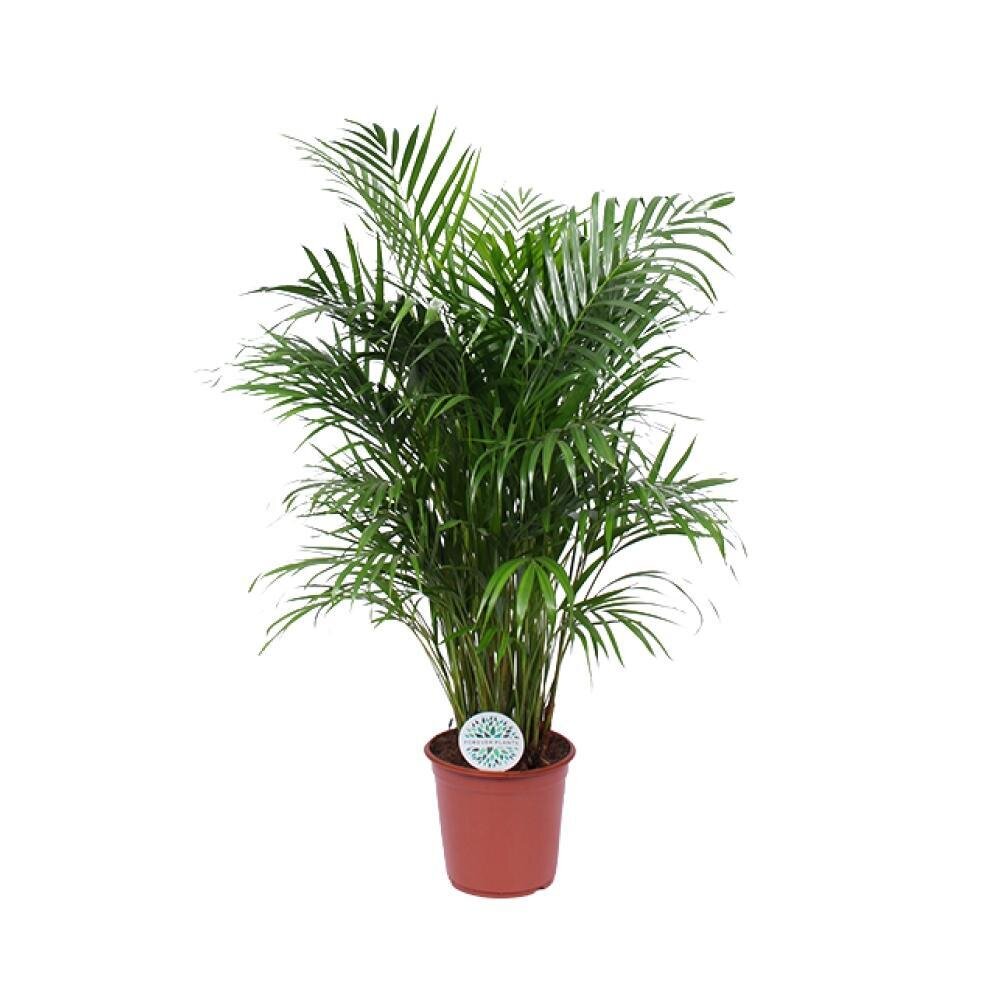 Dypsis Lutescens - Ø24cm - ↕120cm Ø24cm - ↕120cm