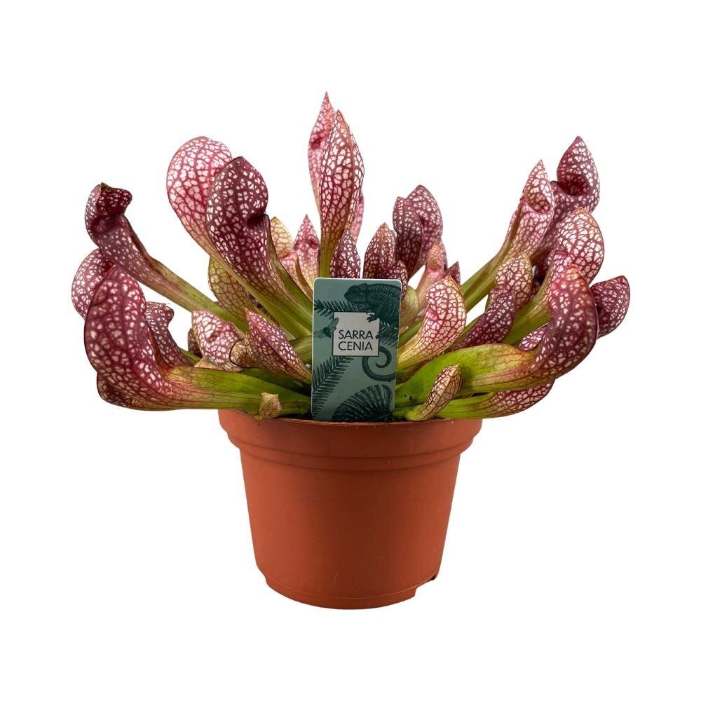 Sarracenia Scarlet Belle - Ø12cm - ↕40cm Ø12cm - ↕40cm
