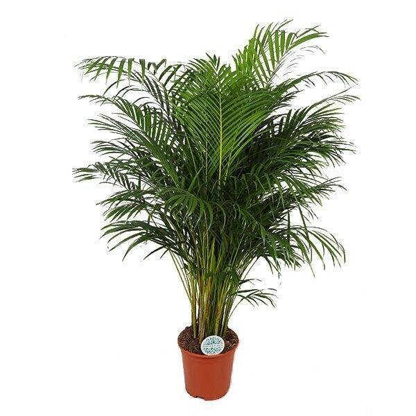 Dypsis Lutescens (Areca Palm) - Ø27cm - ↕160cm Ø27cm ↕160cm