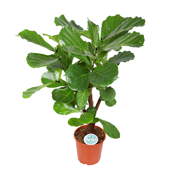 Ficus Lyrata (vertakt) Ø24cm ↕110cm