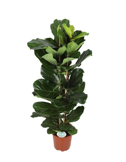 Ficus Lyrata - Ø27cm - ↕140cm Ø27cm ↕140cm