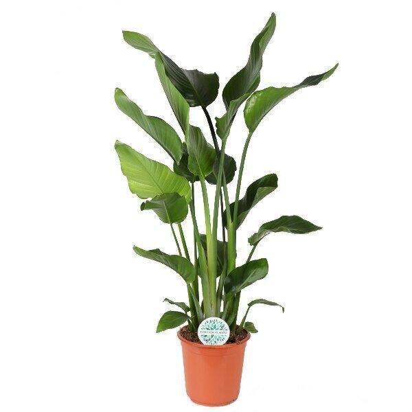 Strelitzia Nicolai - Ø24cm - ↕120cm Ø24cm ↕120cm
