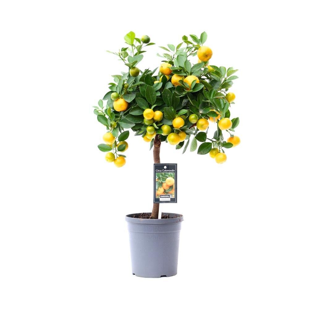 Citrus Calamondin - Ø15cm - ↕45cm Ø15cm - ↕45cm