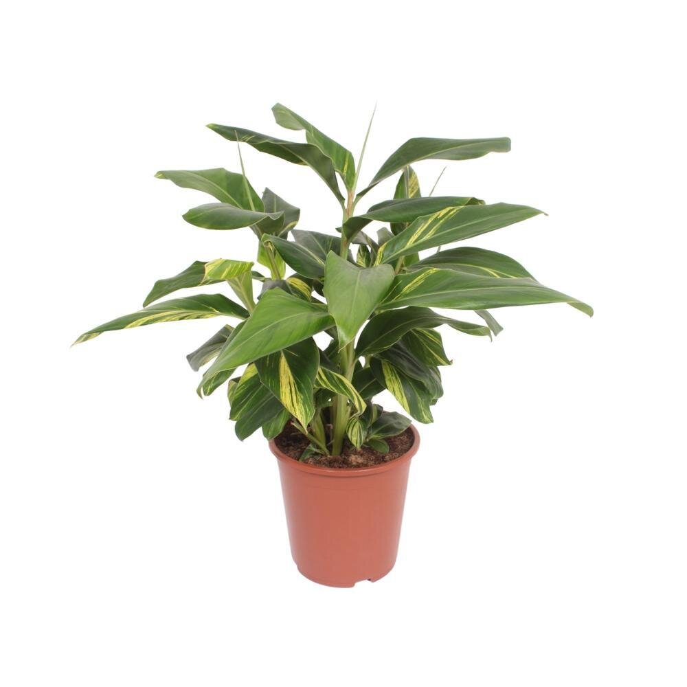 Alpinia Zerumbet Variegata - Ø27cm - ↕80cm Ø27cm - ↕80cm