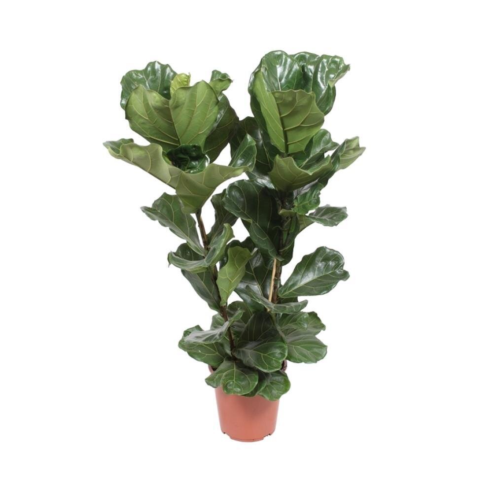 Ficus Lyrata - Ø27cm - ↕100cm Ø27cm - ↕100cm