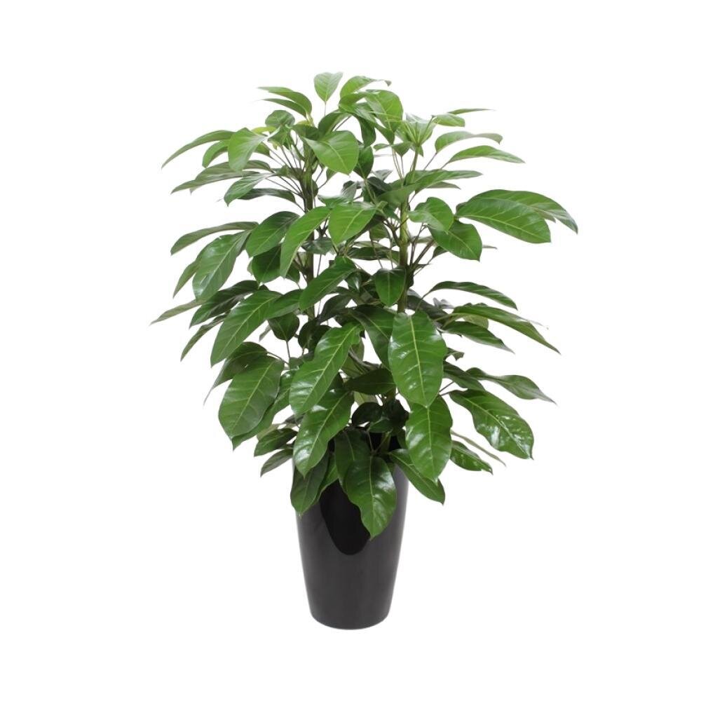Schefflera Actinophylla ‘Amate’ - Ø29cm - ↕110cm Ø29cm - ↕110cm