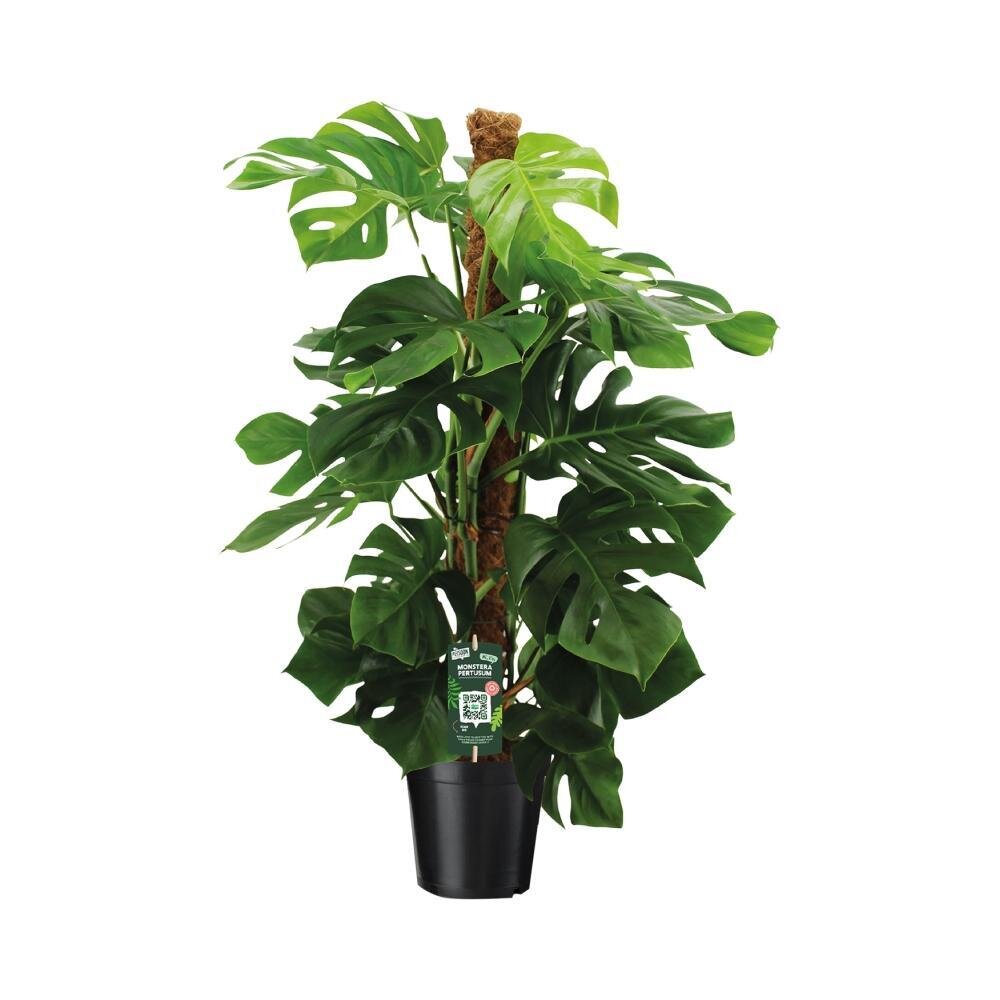 Monstera Pertusum - Ø24cm - ↕150cm Ø24cm - ↕150cm