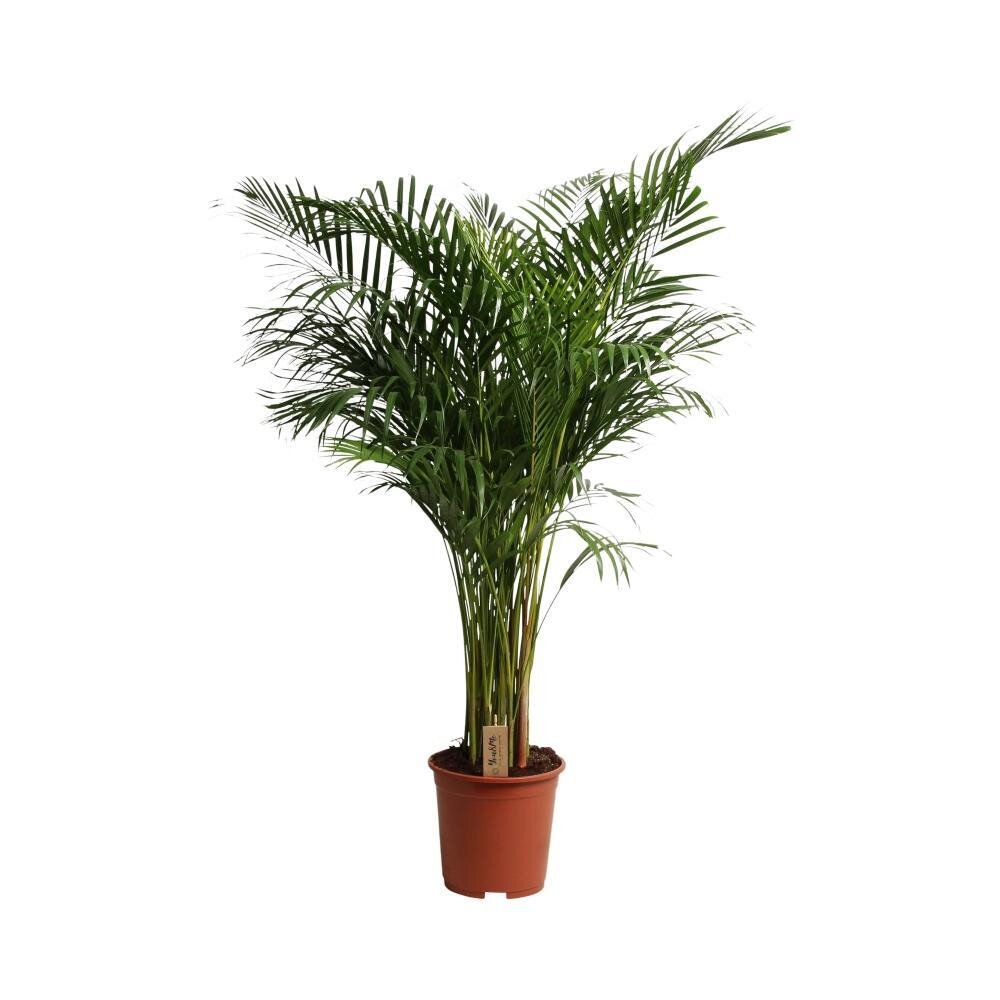 Dypsis Lutescens - Ø27cm - ↕160cm Ø27cm - ↕160cm