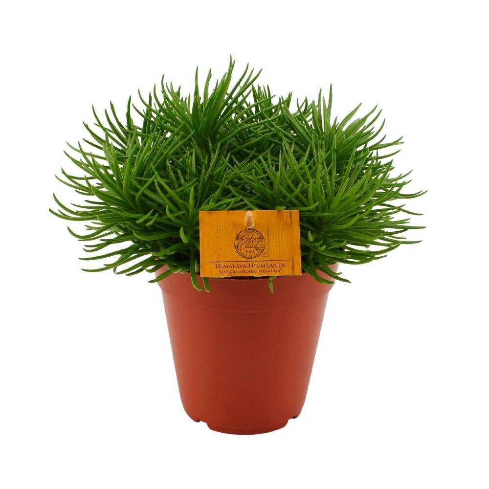 Senecio Himalaya - Ø15cm - ↕25cm Ø15cm - ↕25cm