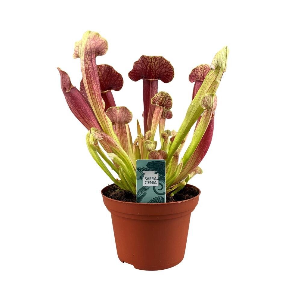 Sarracenia Barba - Ø12cm - ↕25cm Ø12cm - ↕25cm