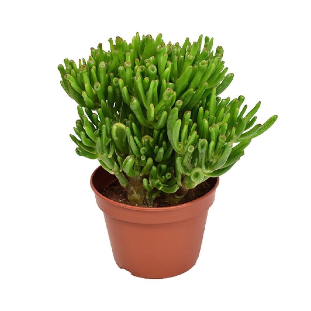Crassula Hobbit - Ø15cm - ↕21cm Ø15cm - ↕21cm