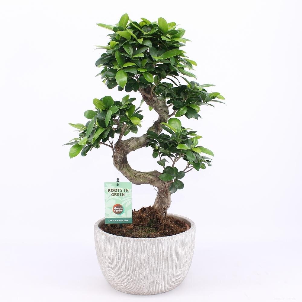 Ficus Ginseng - Ø24cm - ↕60cm Ø24cm - ↕60cm
