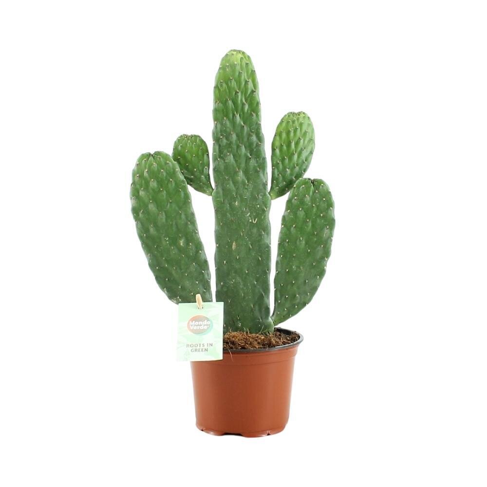 Opuntia Rubescens Consolea - Ø12cm - ↕35cm Ø12cm - ↕35cm