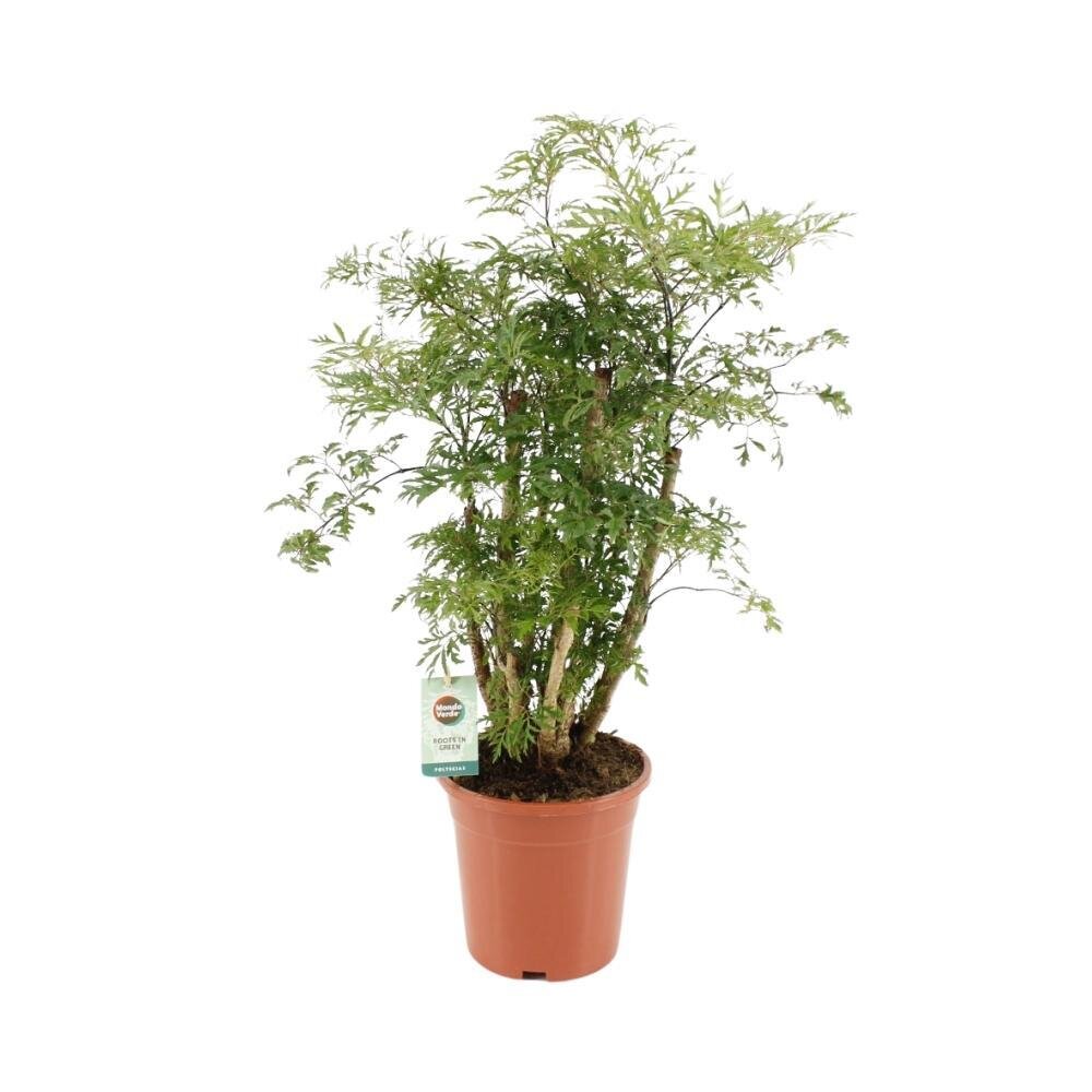 Polyscias Hawaiiana Ming - Ø17cm - ↕65cm Ø17cm - ↕65cm