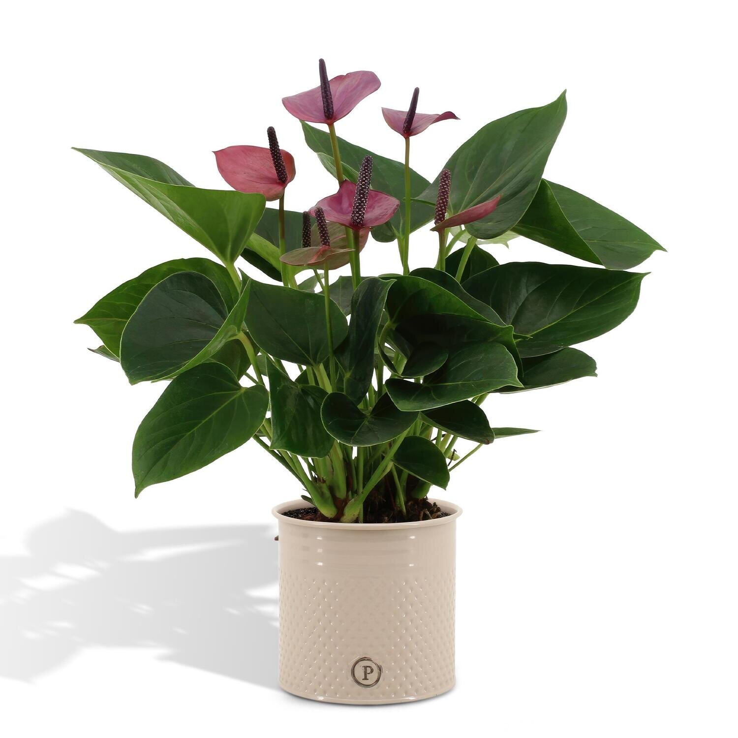 Anthurium andreanum Baby Purple incl. PURE zink - 45cm - Ø12 Anthurium andreanum Baby Purple incl. PURE zink - 45cm - Ø12