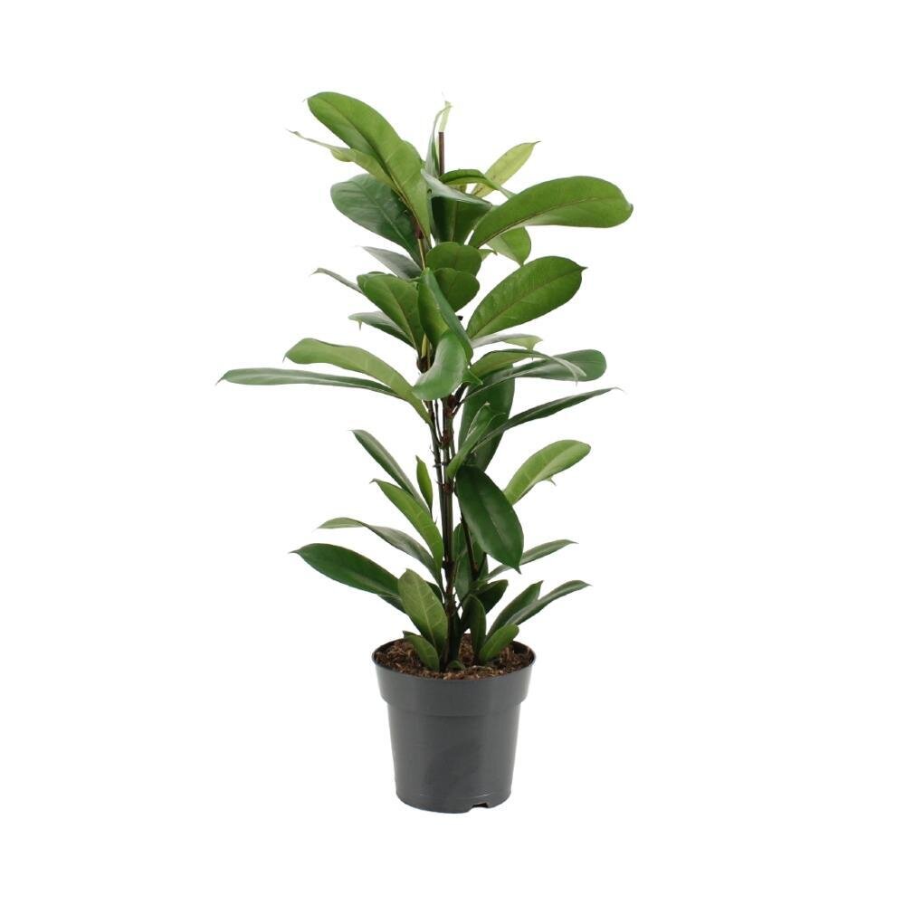 Ficus Cyathistipula - Ø17cm - ↕70cm Ø17cm - ↕70cm