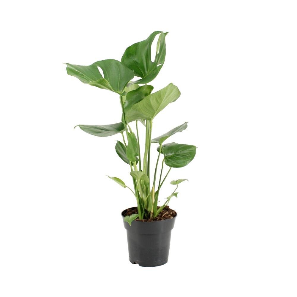 Monstera Deliciosa - Ø17cm - ↕60cm Ø17cm - ↕60cm