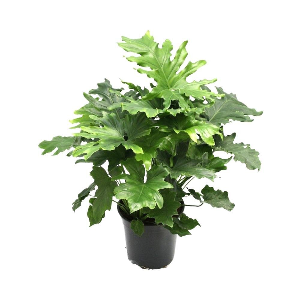 Philodendron Xanadu - Ø21cm - ↕80cm Ø21cm - ↕80cm