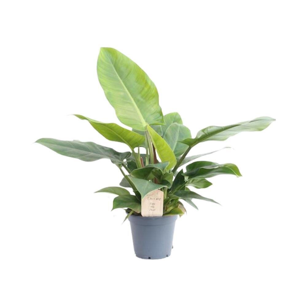 Philodendron Imperial Green - Ø17cm - ↕50cm Ø17cm - ↕50cm