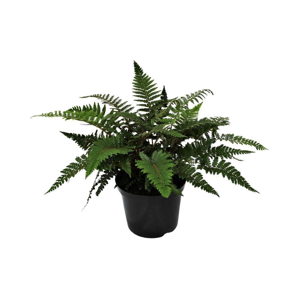 Polystichum Polyblepharum Jade - Ø24cm - ↕50cm Ø24cm - ↕50cm