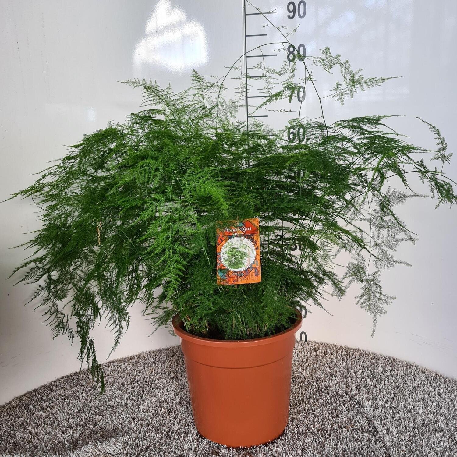 Asparagus Setaceus Ø27cm - ↕70cm