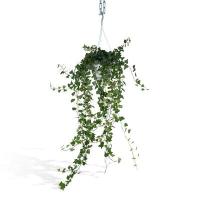 Hedera Helix Wonder Hedera Wonder Green Hang - Klimop - 70cm - Ø17