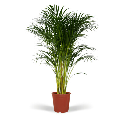 Dypsis Lutescens Dypsis Lutescens - Areca Palm - 120cm - Ø24